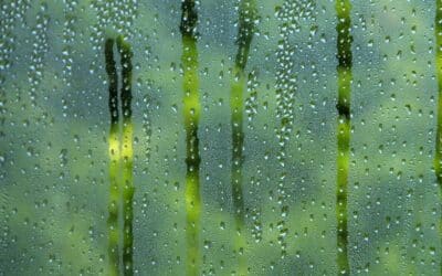 Window Condensation